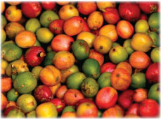 Coffee Cherries, Martin Muir
