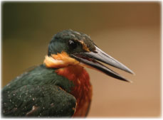 Green Kingfisher, Chloroceryle americana,  Martin Muir