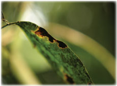 Forest leaf, Martin Muir