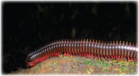 Centipede, Alexis Smith