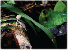 Forest Mushroom, Alexis Smith