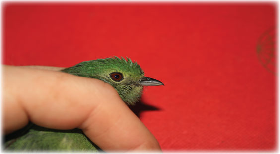 Blue Crowned Manaking #A0836, Fiona Morton